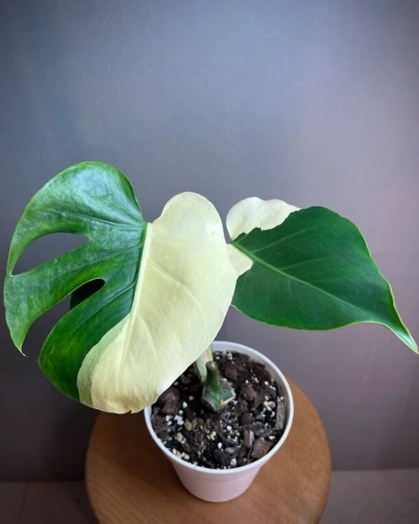 monstera Albo variegata, Large form