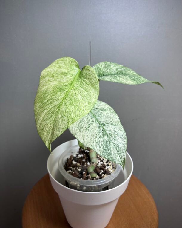 monstera jungle mint noID