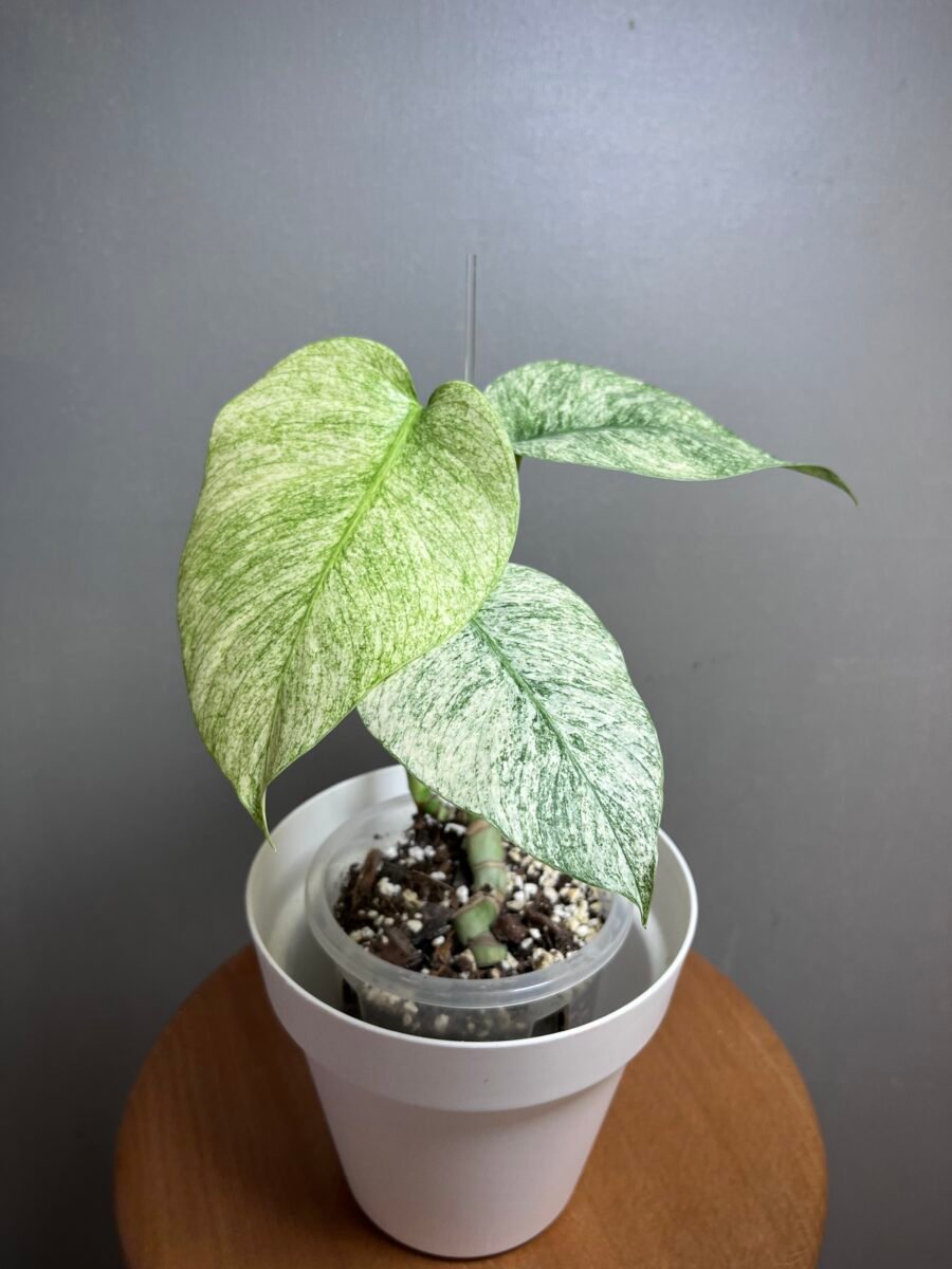 monstera jungle mint noID