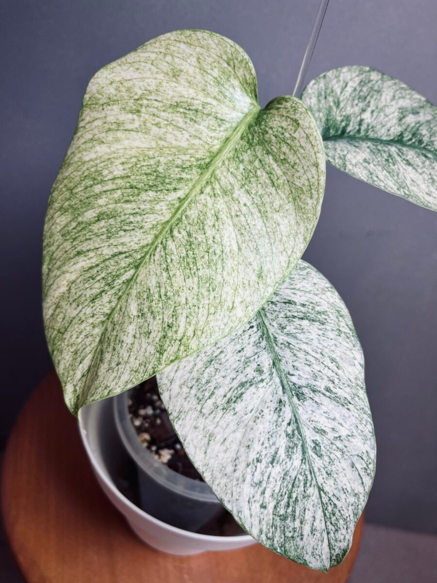 monstera jungle mint noid