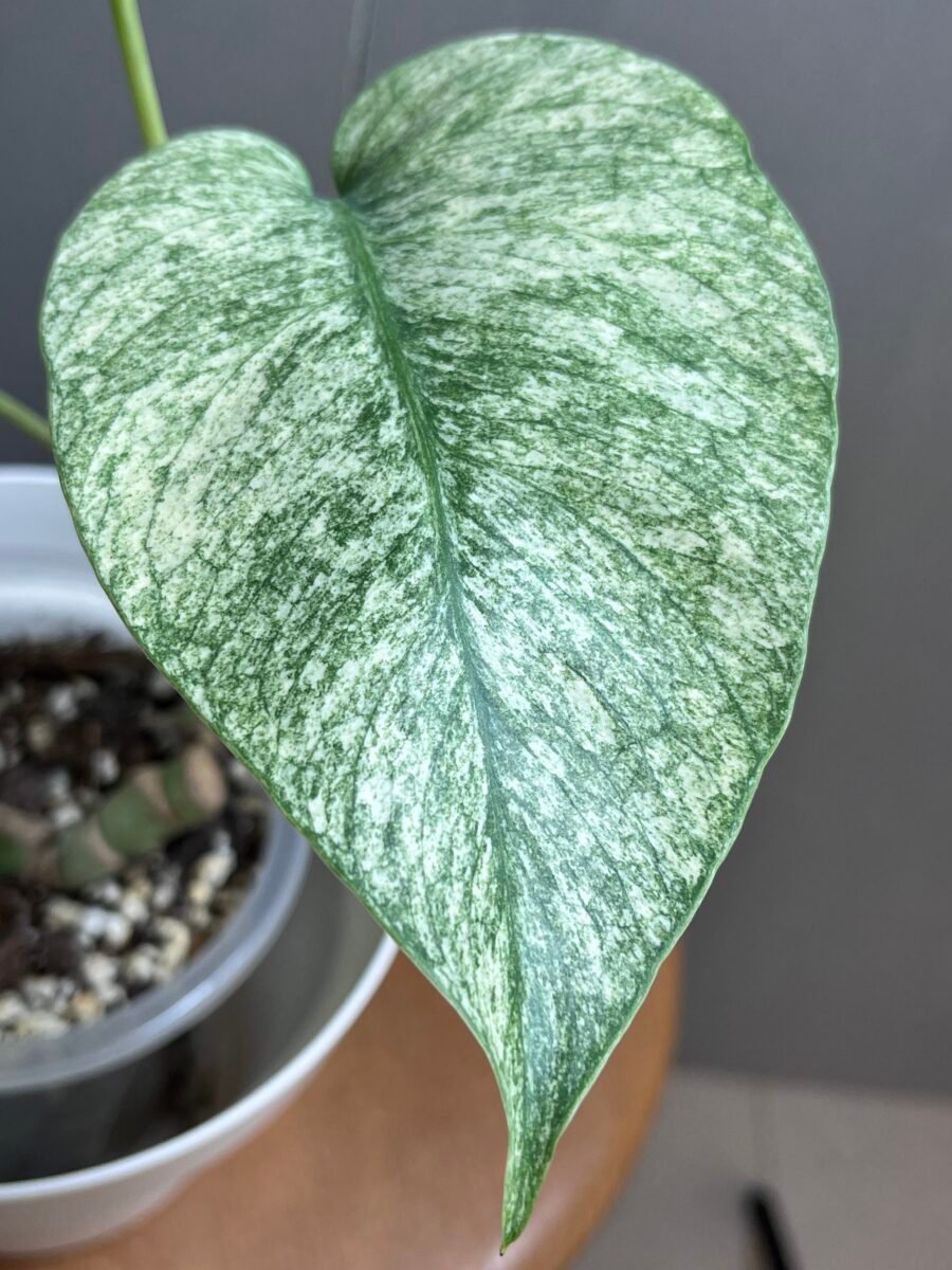 Monstera Jungle Mint (NoID) Nr 17 – Image 3