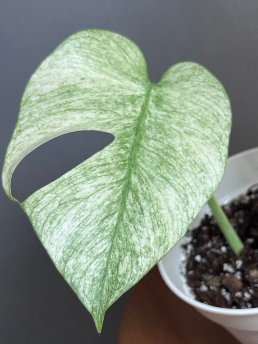 Monstera Jungle Mint (NoID) Nr 18 – Image 3