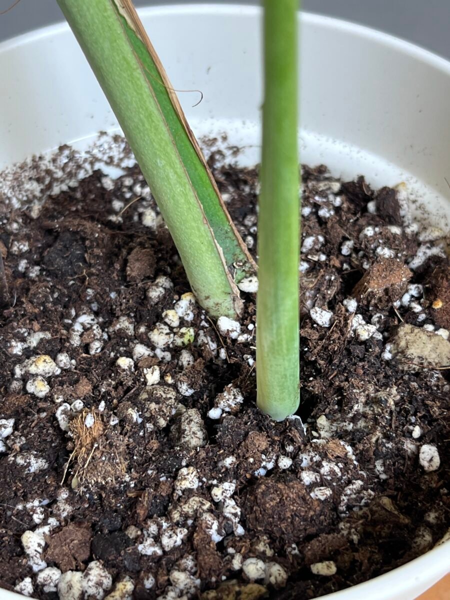 Monstera Jungle Mint (NoID) Nr 18 – Image 4