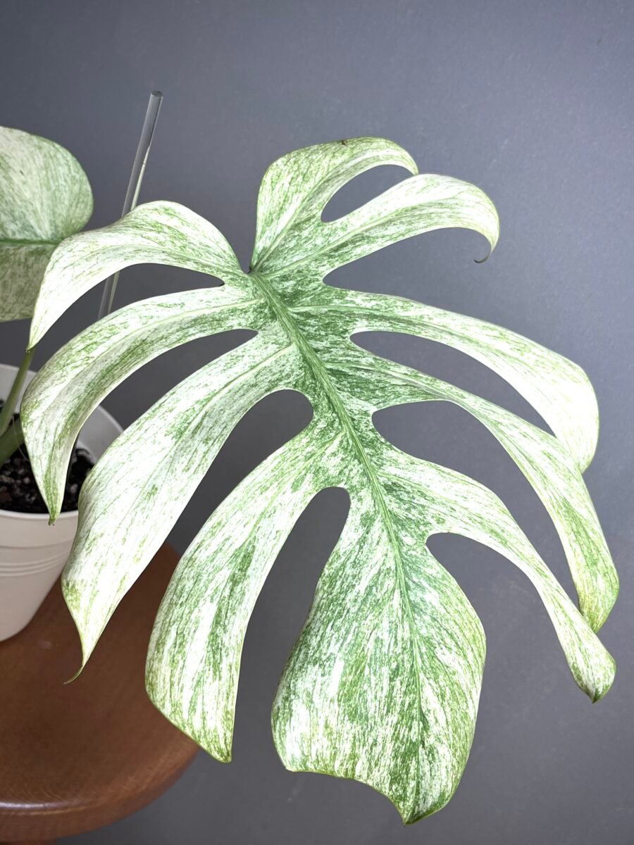Monstera jungle mint Noid