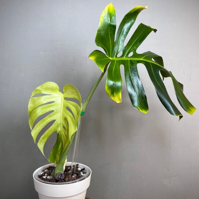 Monstera Green Bone