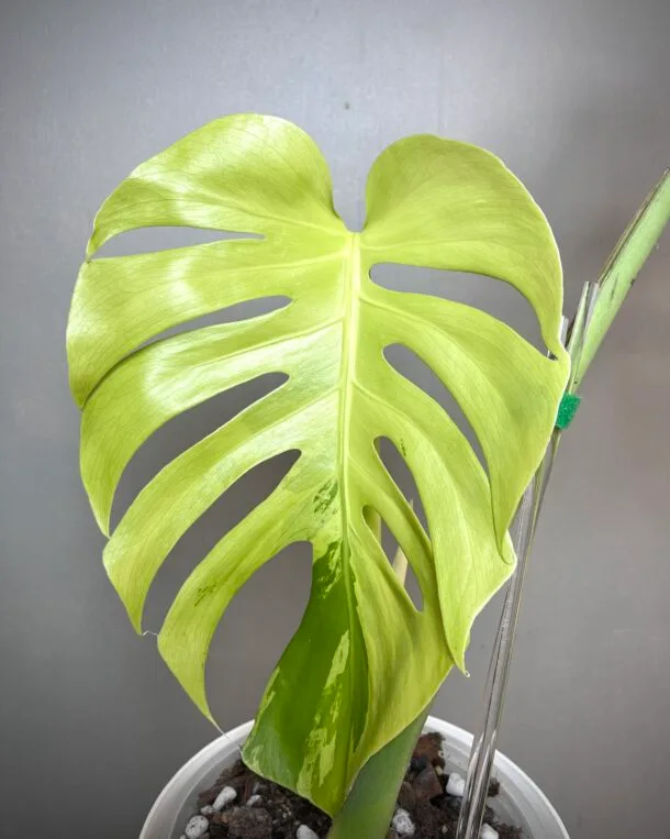 Monstera Green Bone