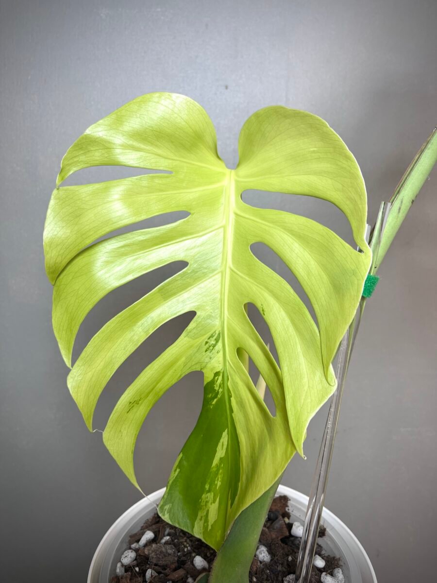 Monstera Green Bone