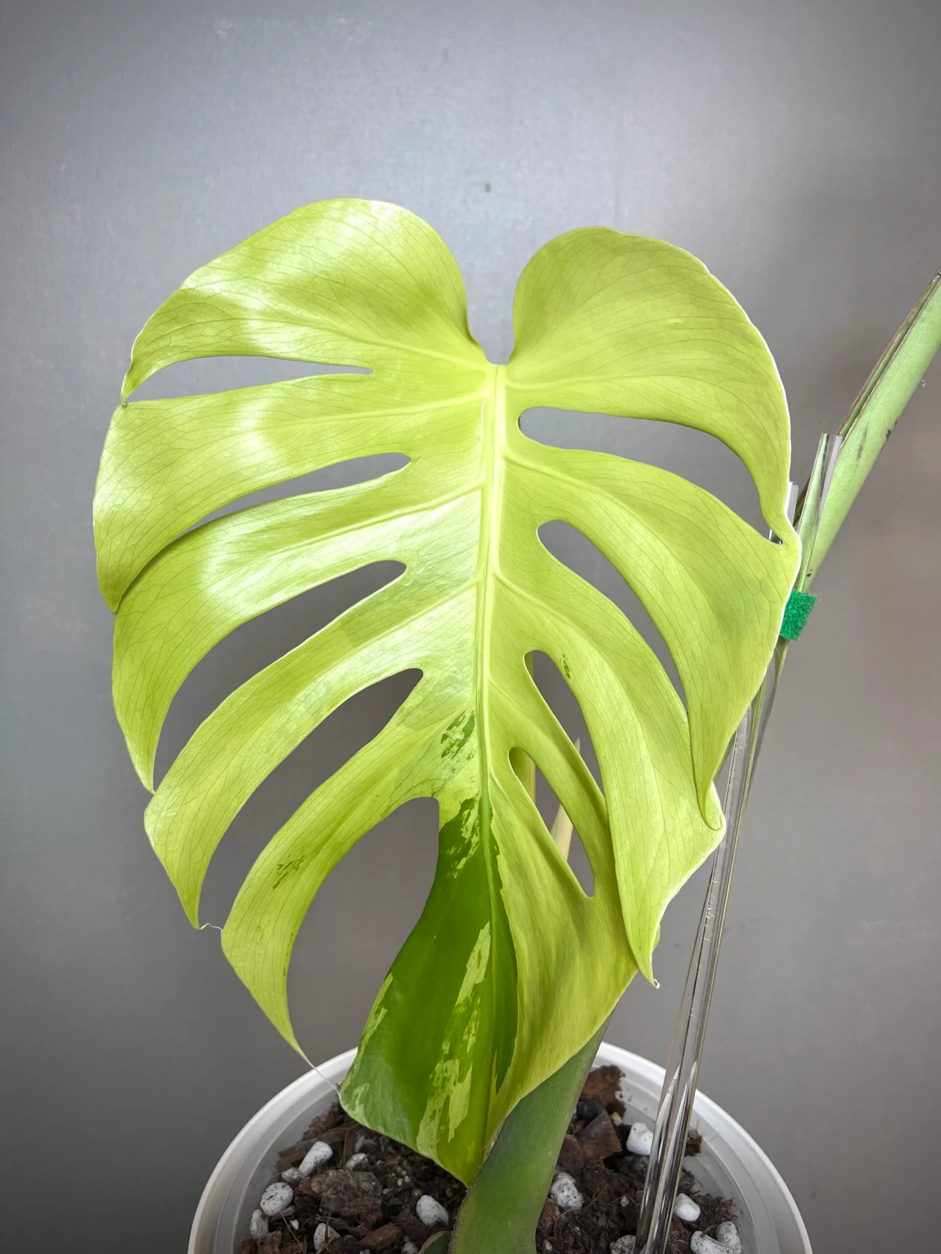 Monstera Green Bone (Light Lime) 2 Monstera Green Bone