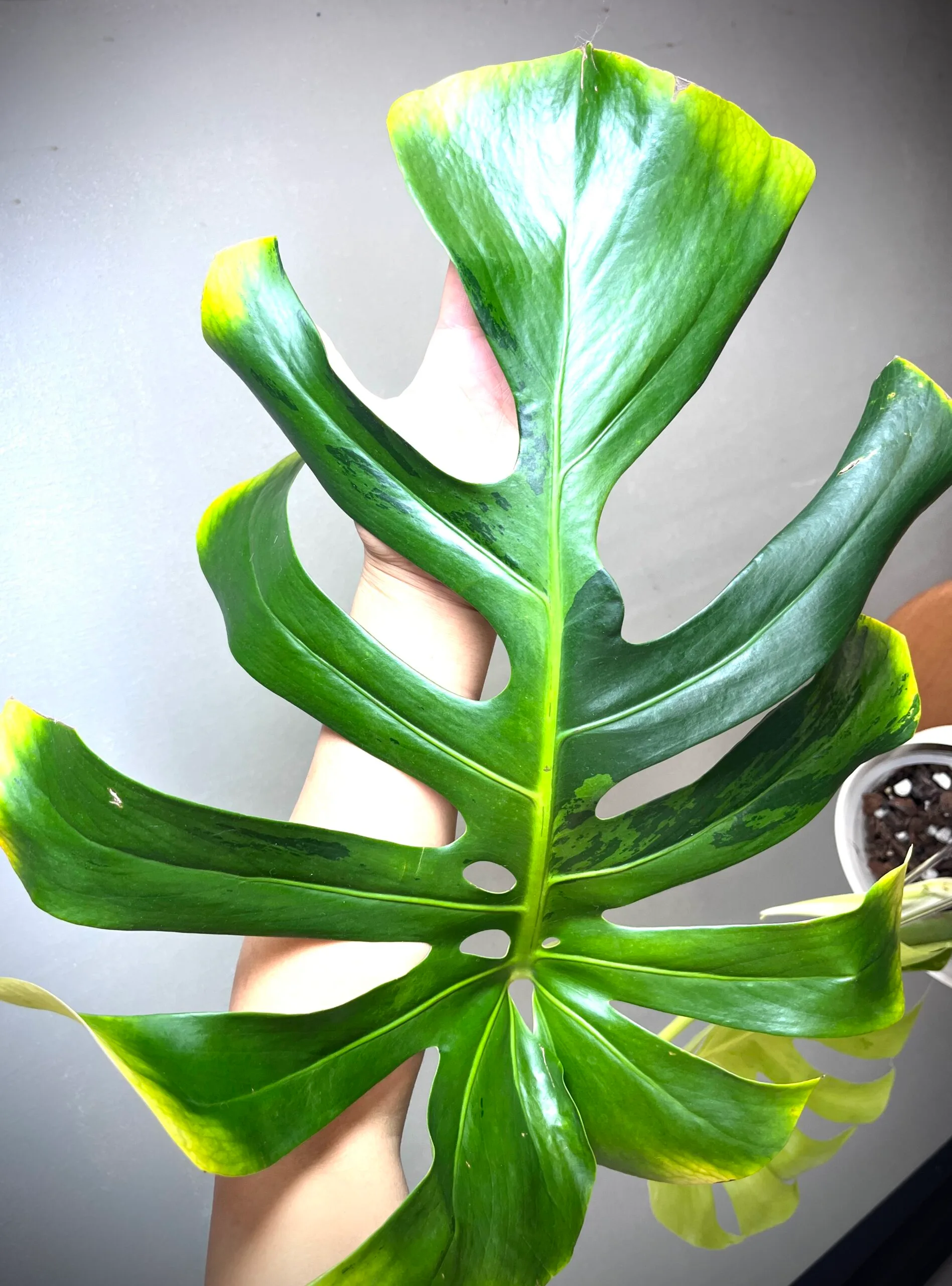 Monstera Green Bone (Light Lime) 4 Monstera Green Bone (Light Lime) – Image 4