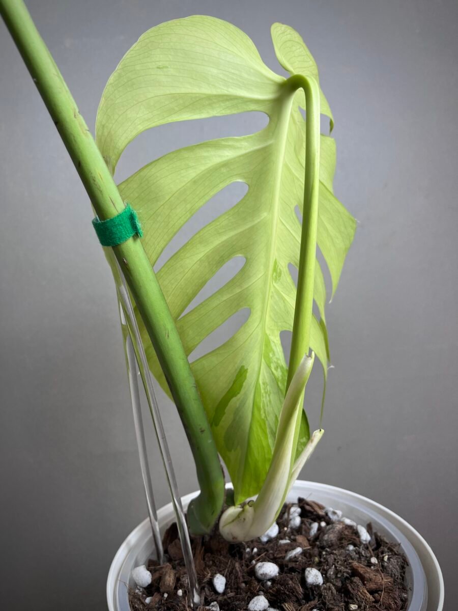 Monstera Green Bone (Light Lime) – Image 3