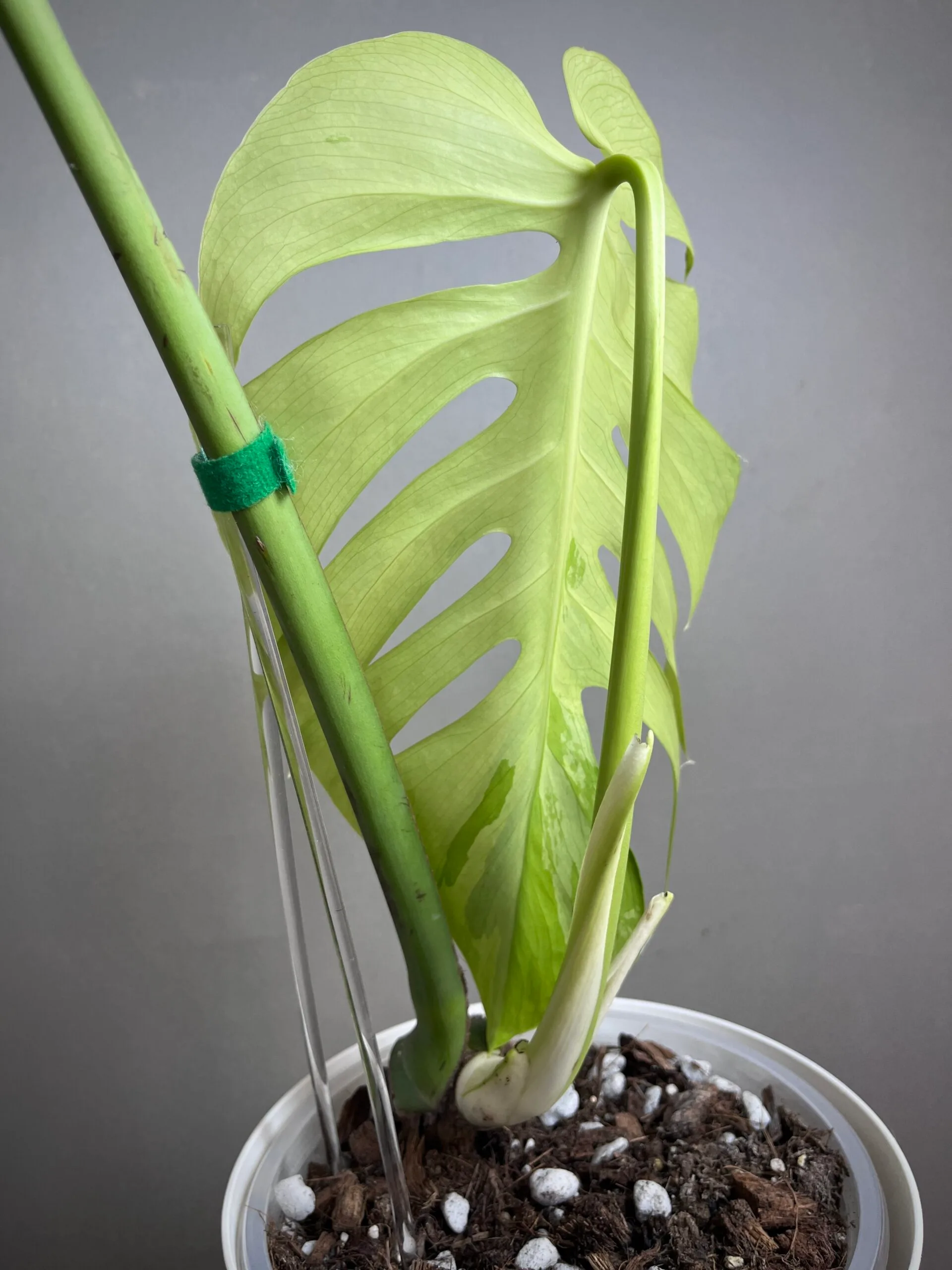 Monstera Green Bone (Light Lime) 3 Monstera Green Bone (Light Lime) – Image 3