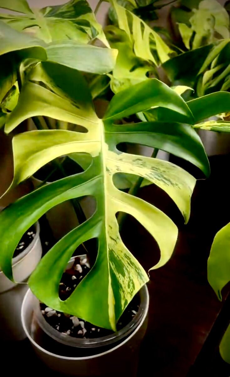 Monstera Green Bone (Light Lime) – Image 6