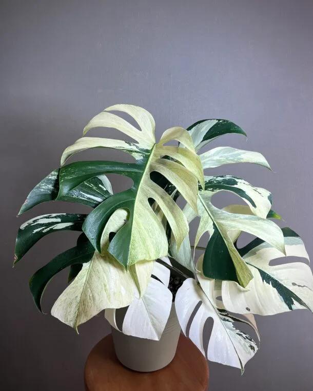 Monstera jungle mint Noid