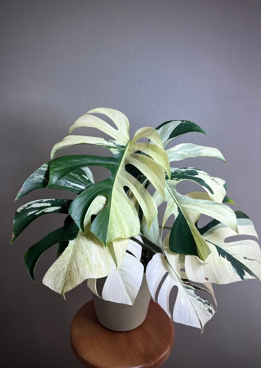 Monstera jungle mint Noid
