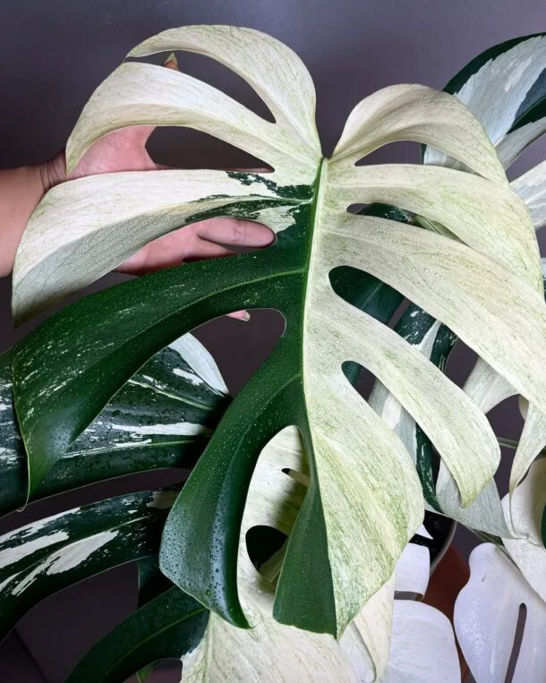 Monstera Jungle Mint NoID
