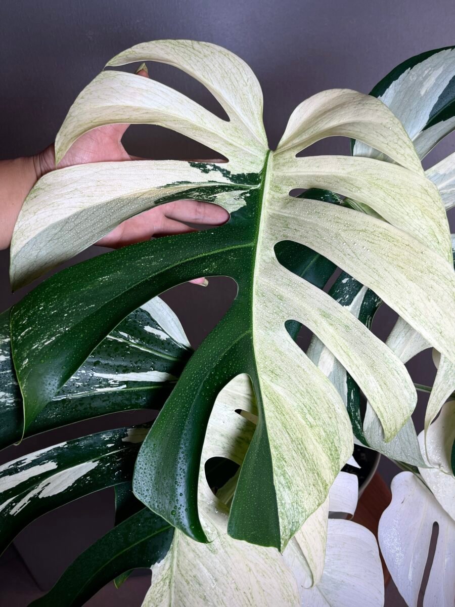 Monstera Jungle Mint NoID