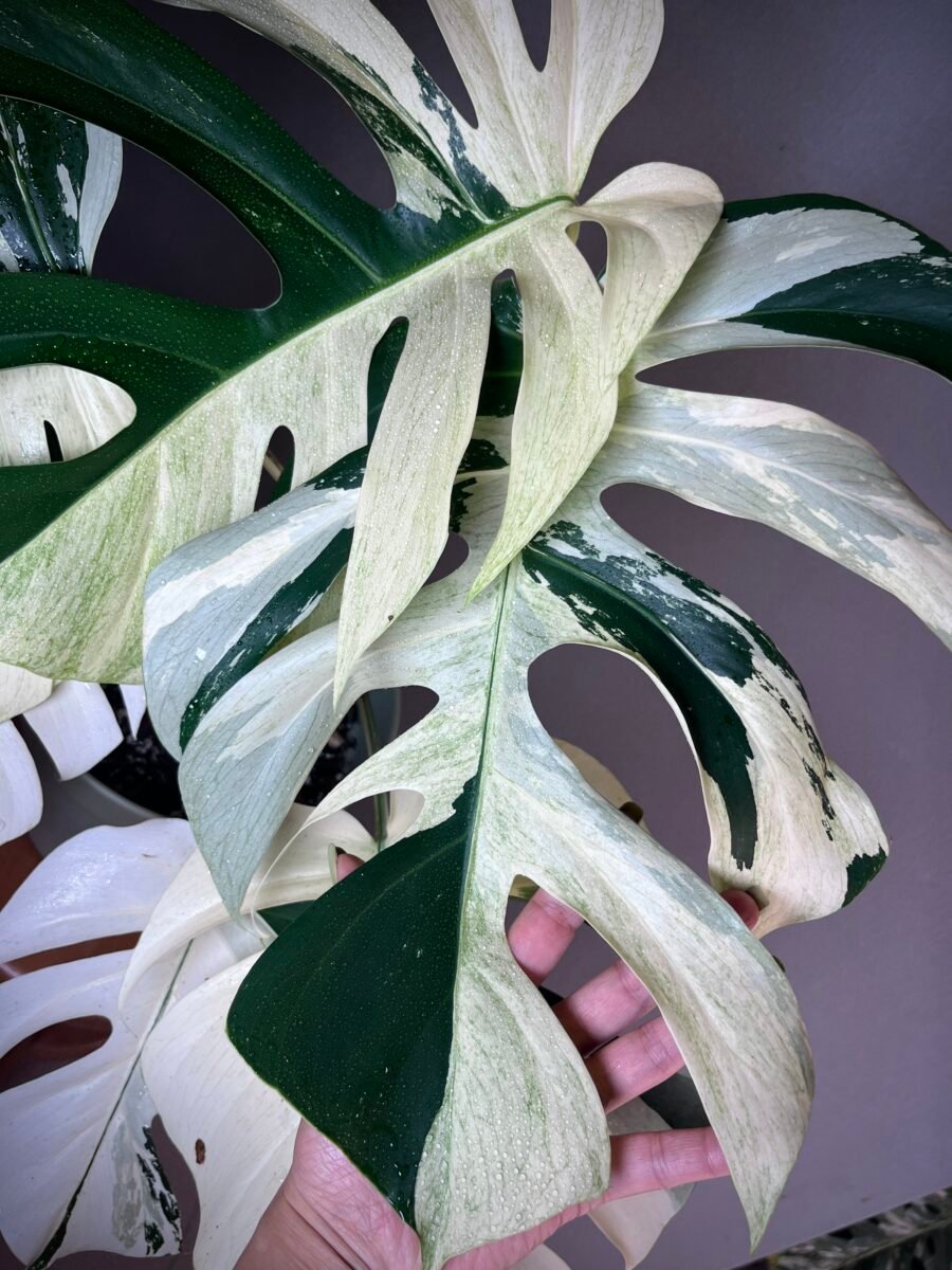 Monstera Jungle Mint Noid N°001 – Image 3