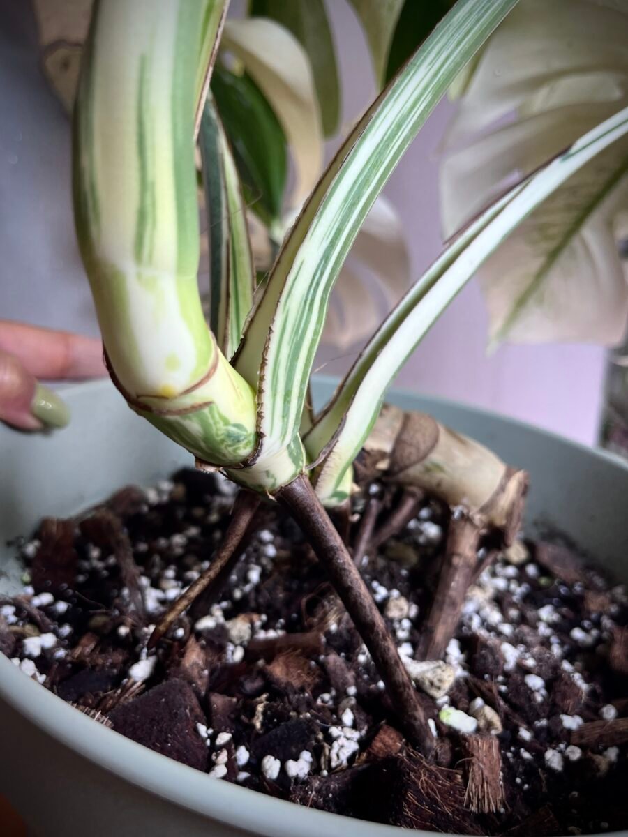 Monstera Jungle Mint Noid N°001 – Image 4