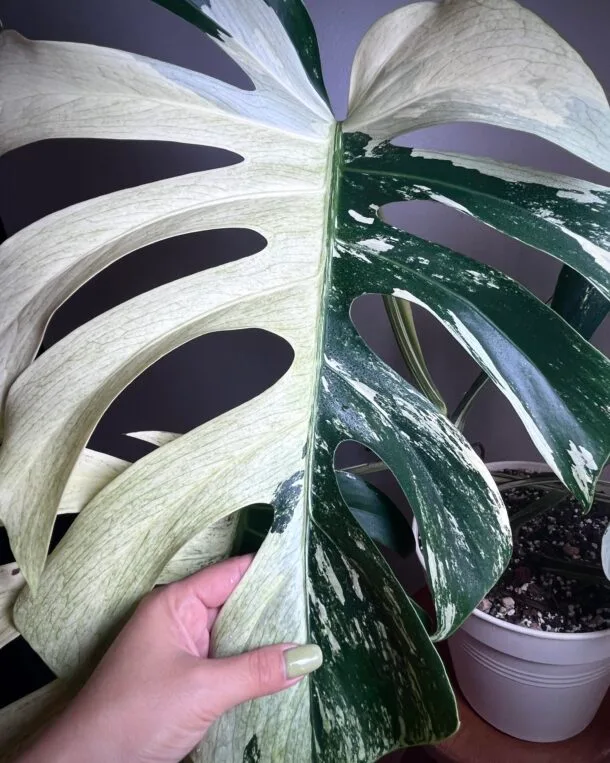 Monstera Jungle Mint Noid
