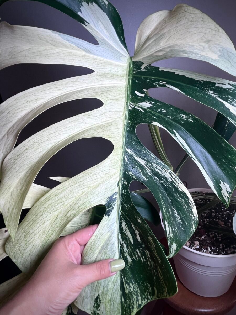 Monstera Jungle Mint Noid