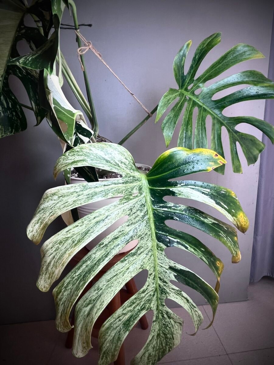 Monstera Jungle Mint NoID N°002 – Image 4