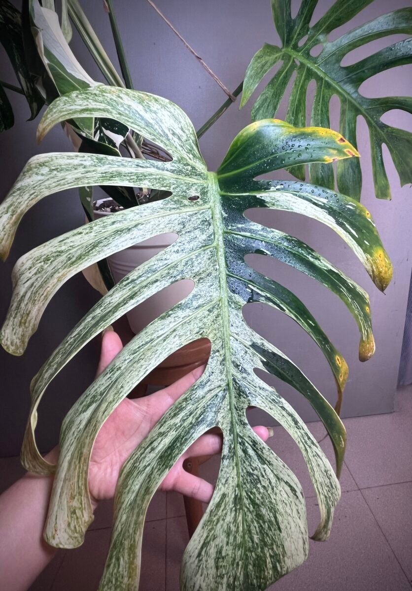 Monstera Jungle Mint NoID N°002 – Image 3