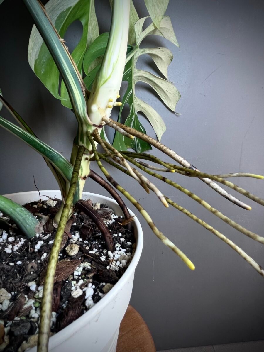 Monstera Jungle Mint Noid