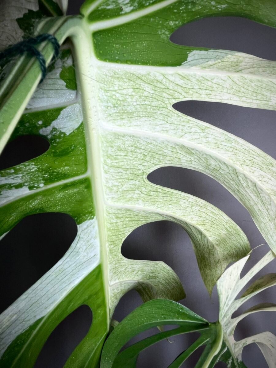Monstera Jungle Mint Noid