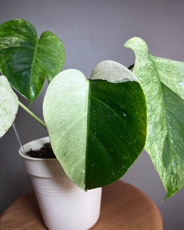 Monstera Jungle Mint NoID