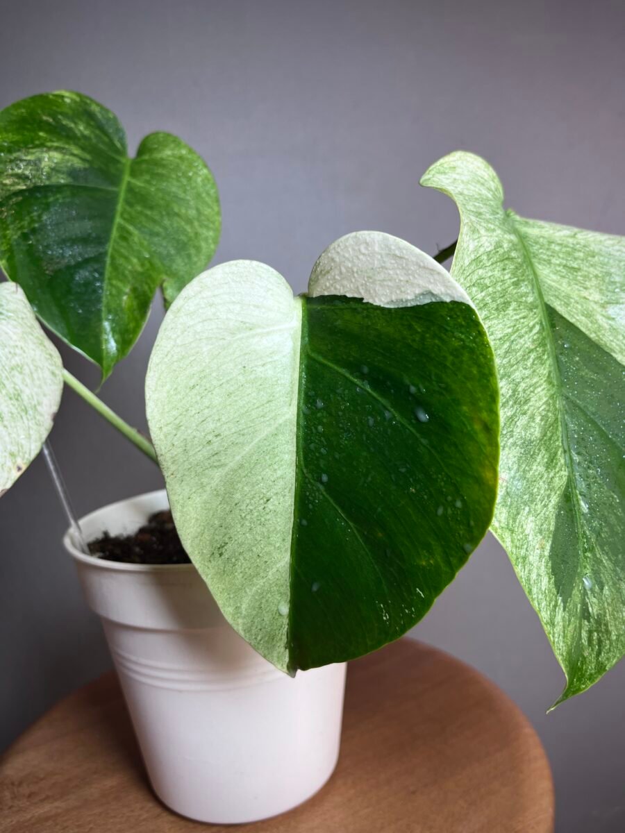 Monstera Jungle Mint NoID