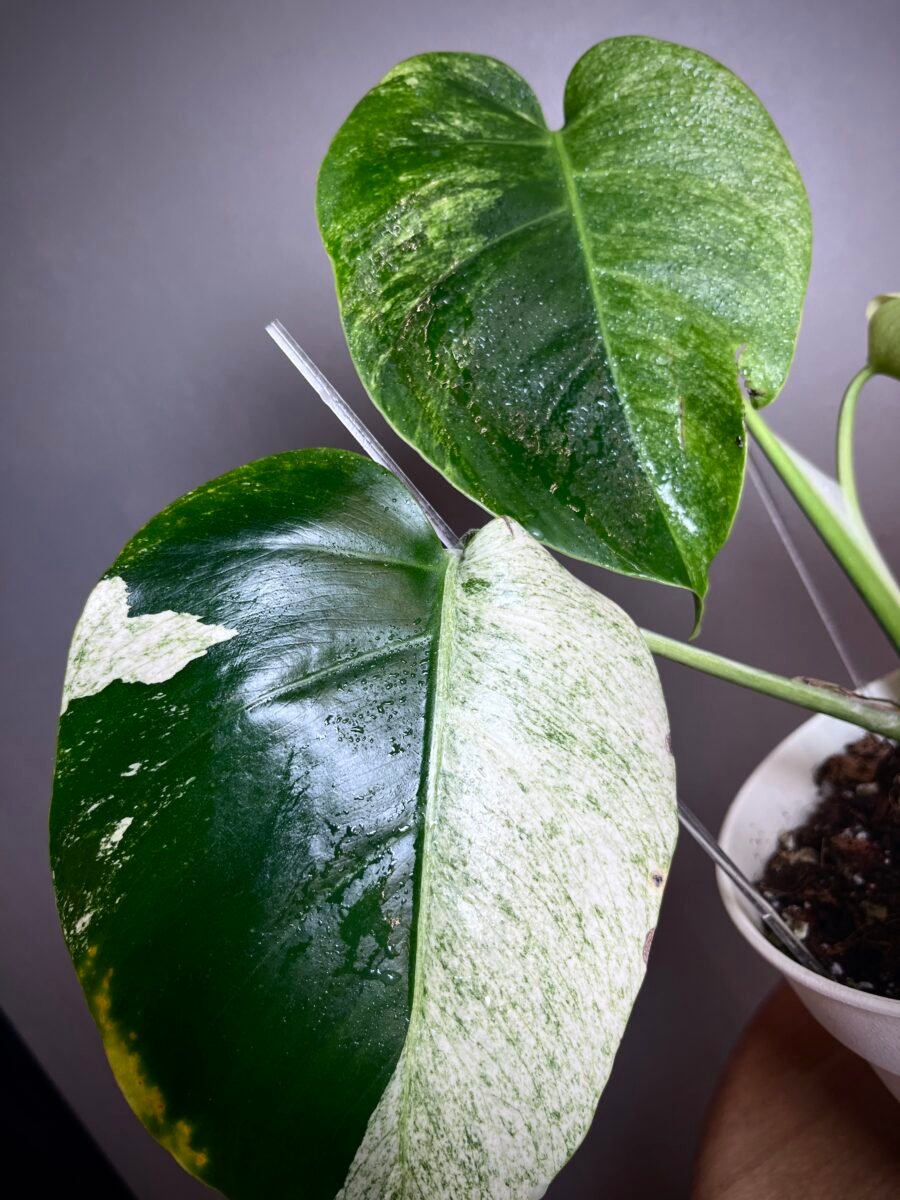 Monstera Jungle Mint NoID N°003 – Image 3