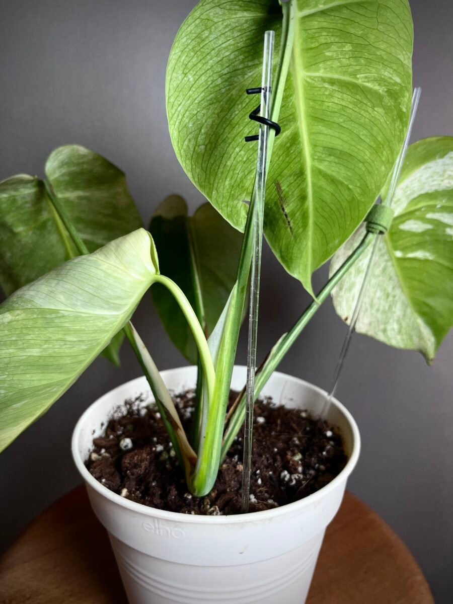 Monstera Jungle Mint NoID N°003 – Image 4