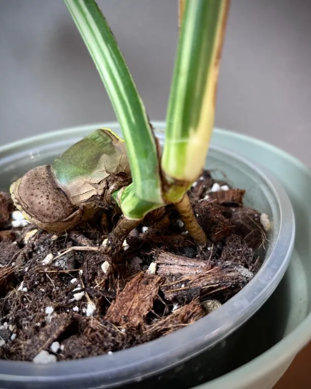 Monstera Jungle Mint NoID