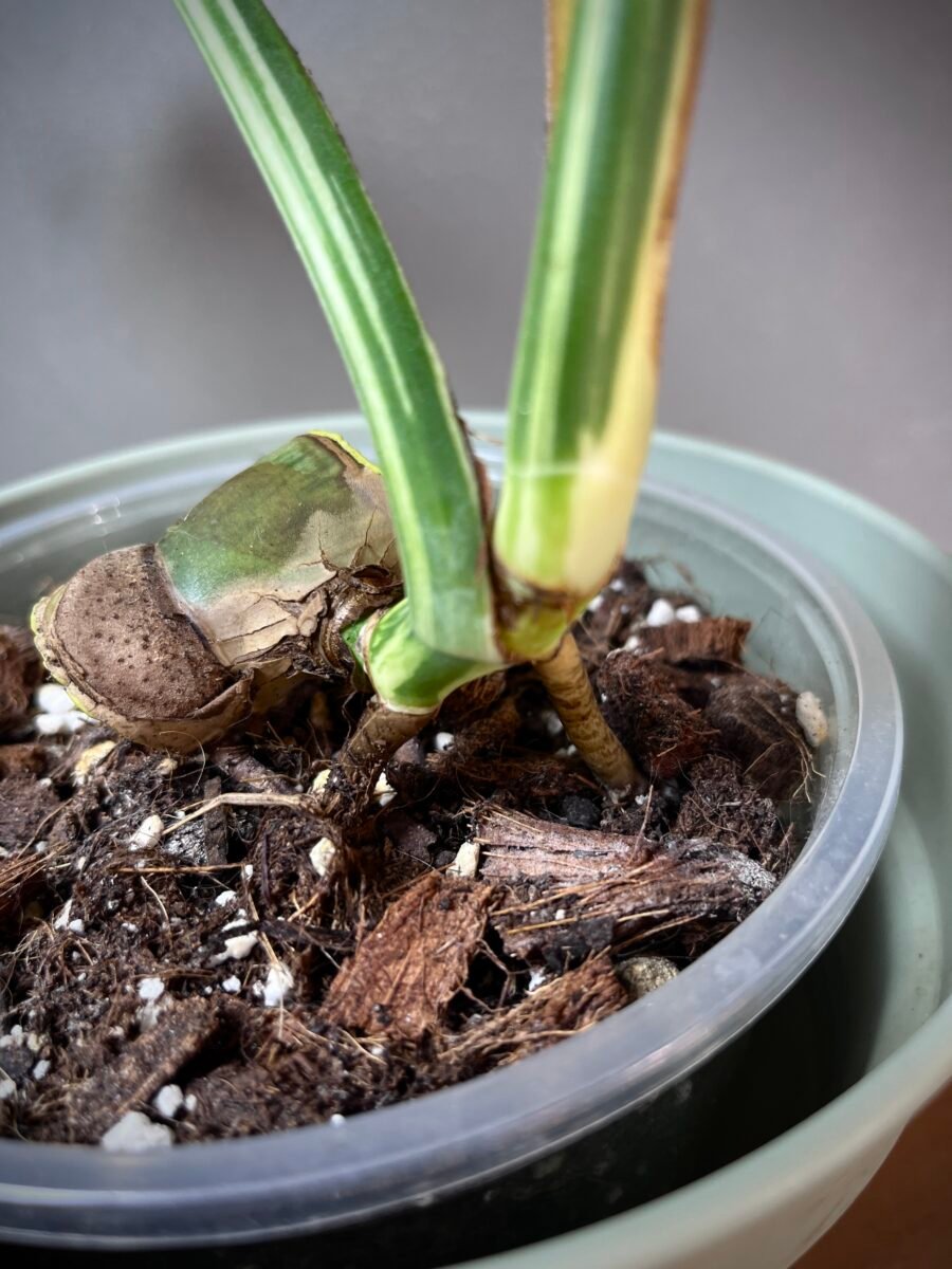 Monstera Jungle Mint NoID