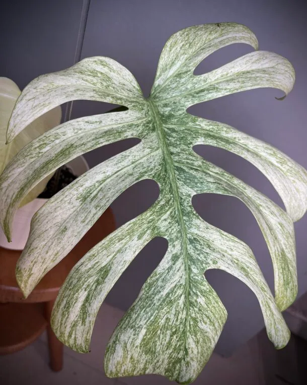 Monstera Jungle Mint NoID