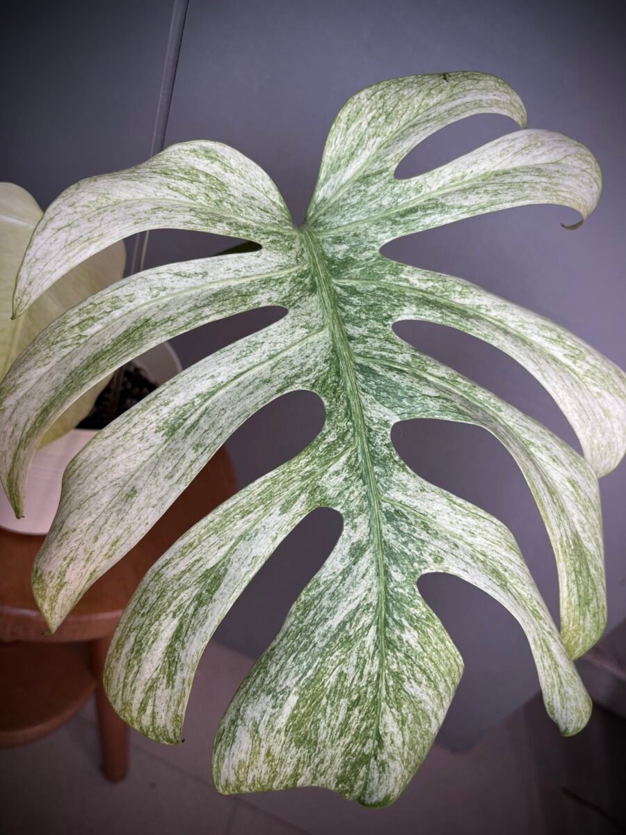 Monstera Jungle Mint NoID