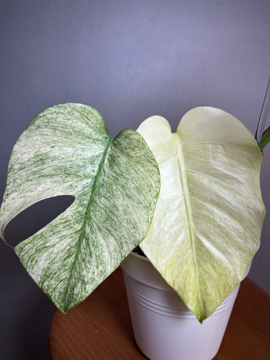 Monstera Jungle Mint NoID N°006 – Image 3