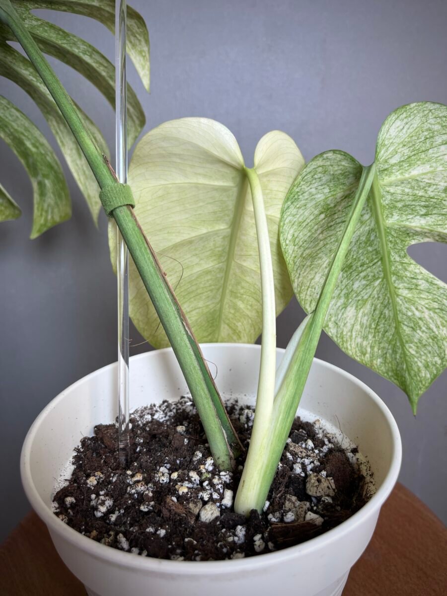 Monstera Jungle Mint NoID N°006 – Image 4