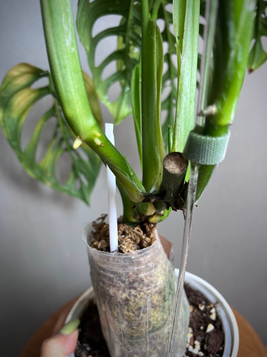 Monstera Epipremnoides Esqueleto N°001 – Image 3