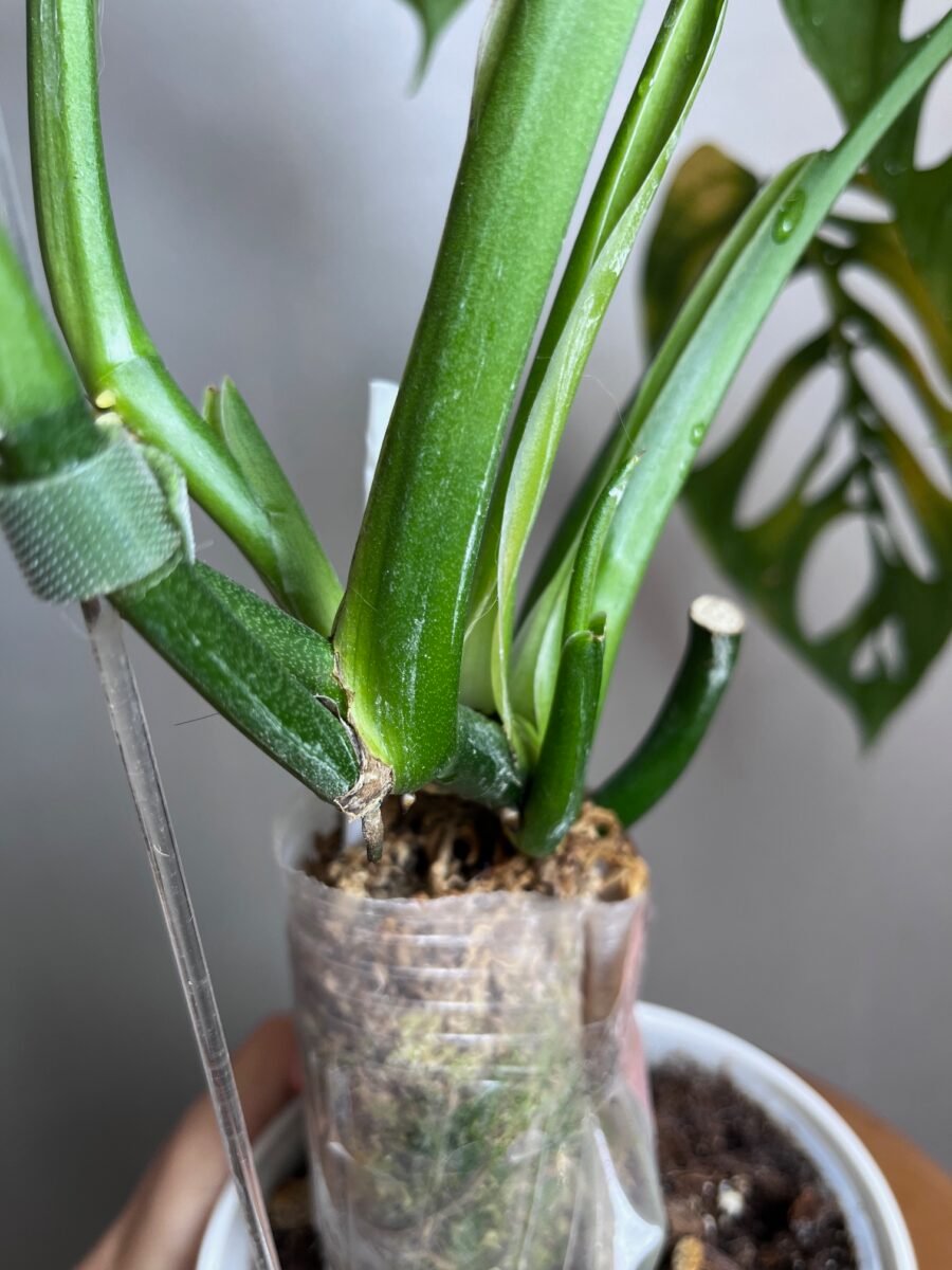 Monstera Epipremnoides Esqueleto N°001 – Image 4