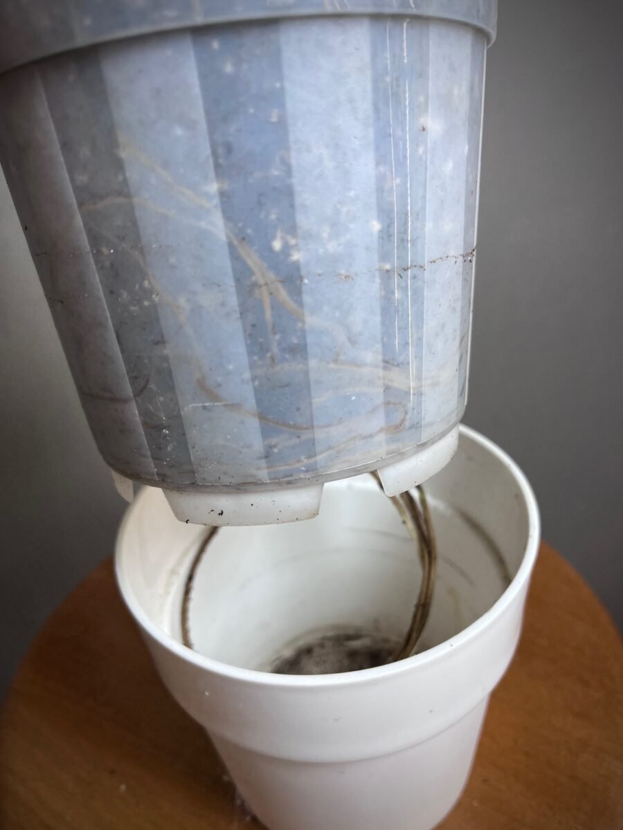 Monstera Epipremnoides Esqueleto N°001 – Image 5