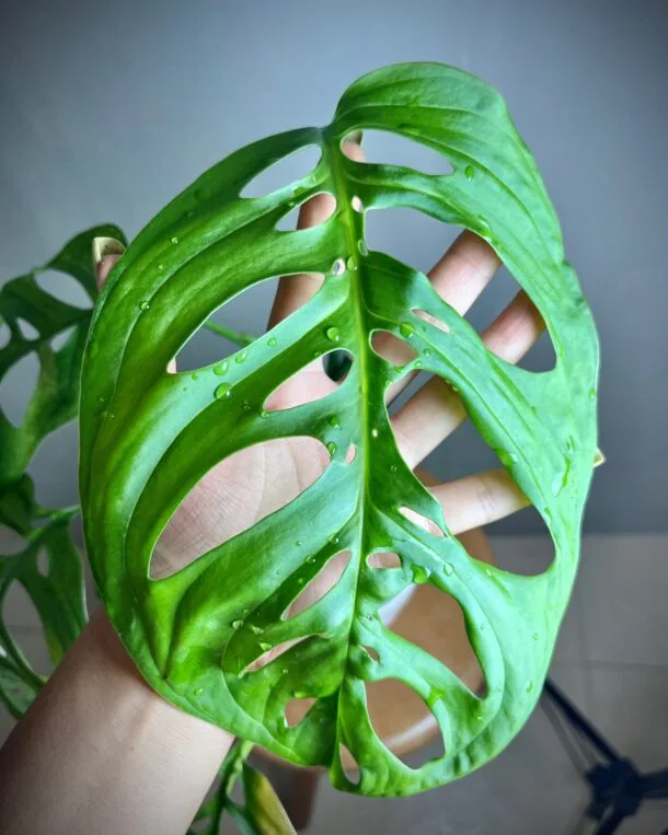 Monstera Epipremnoides Esqueleto