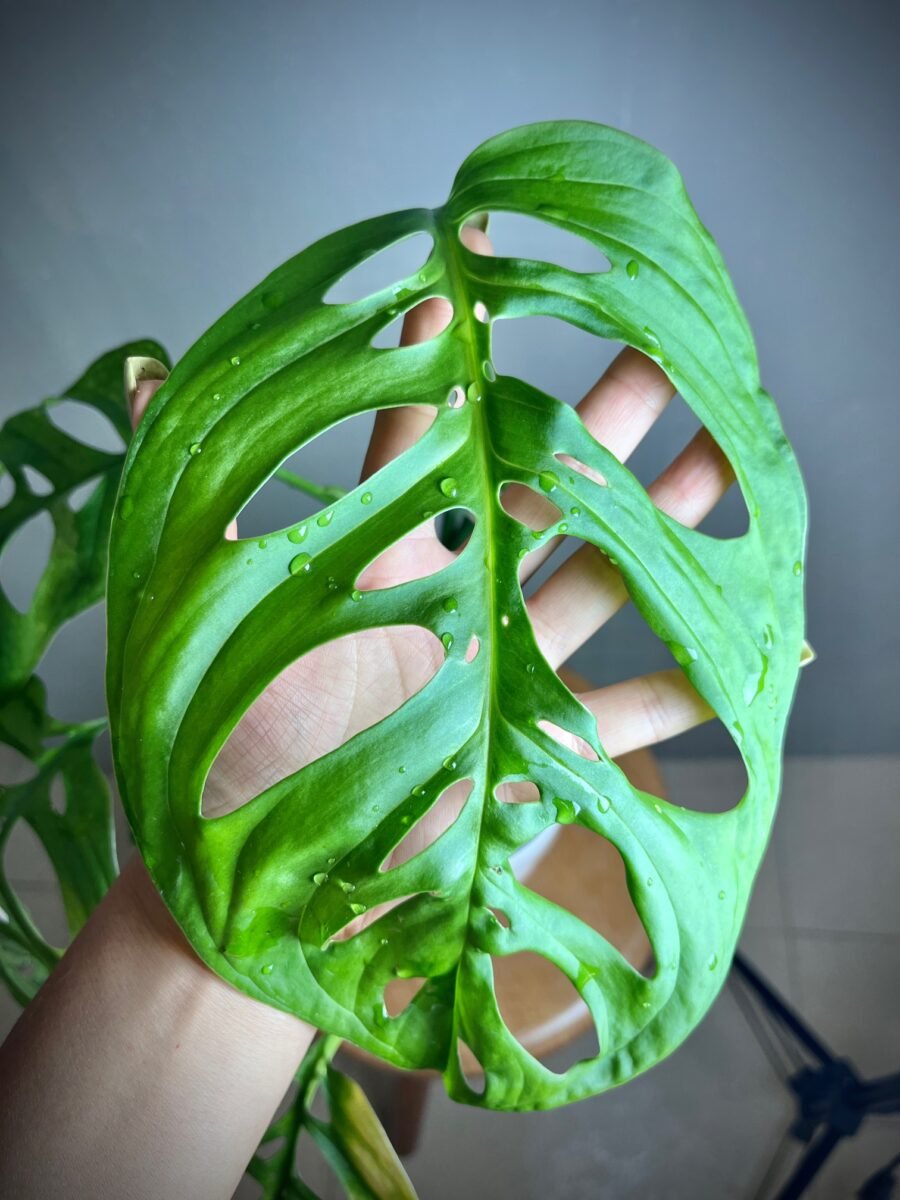 Monstera Epipremnoides Esqueleto