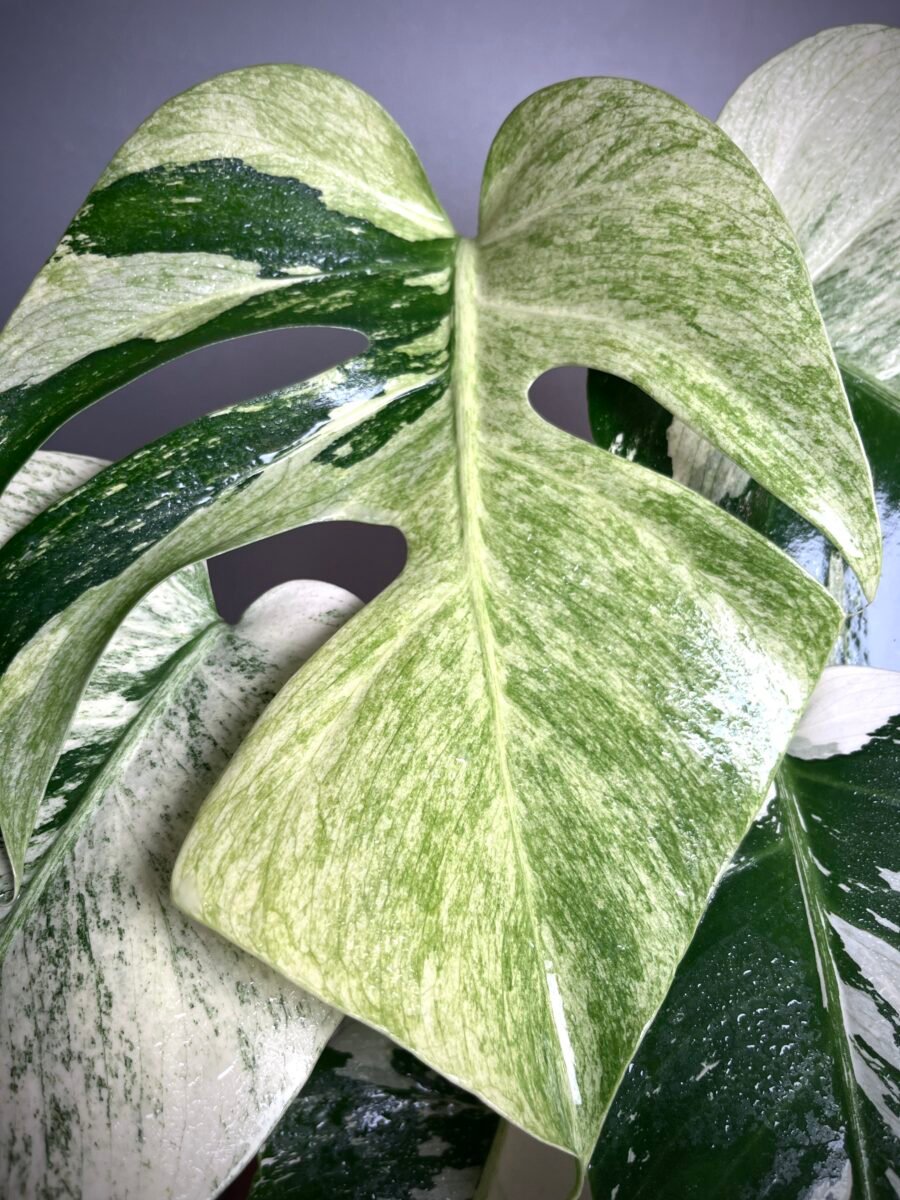 Monstera Jungle Mint NoID