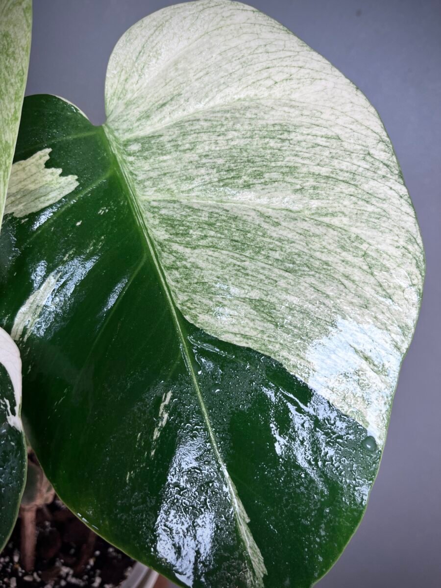 Monstera Jungle Mint NoID N°007 – Image 4