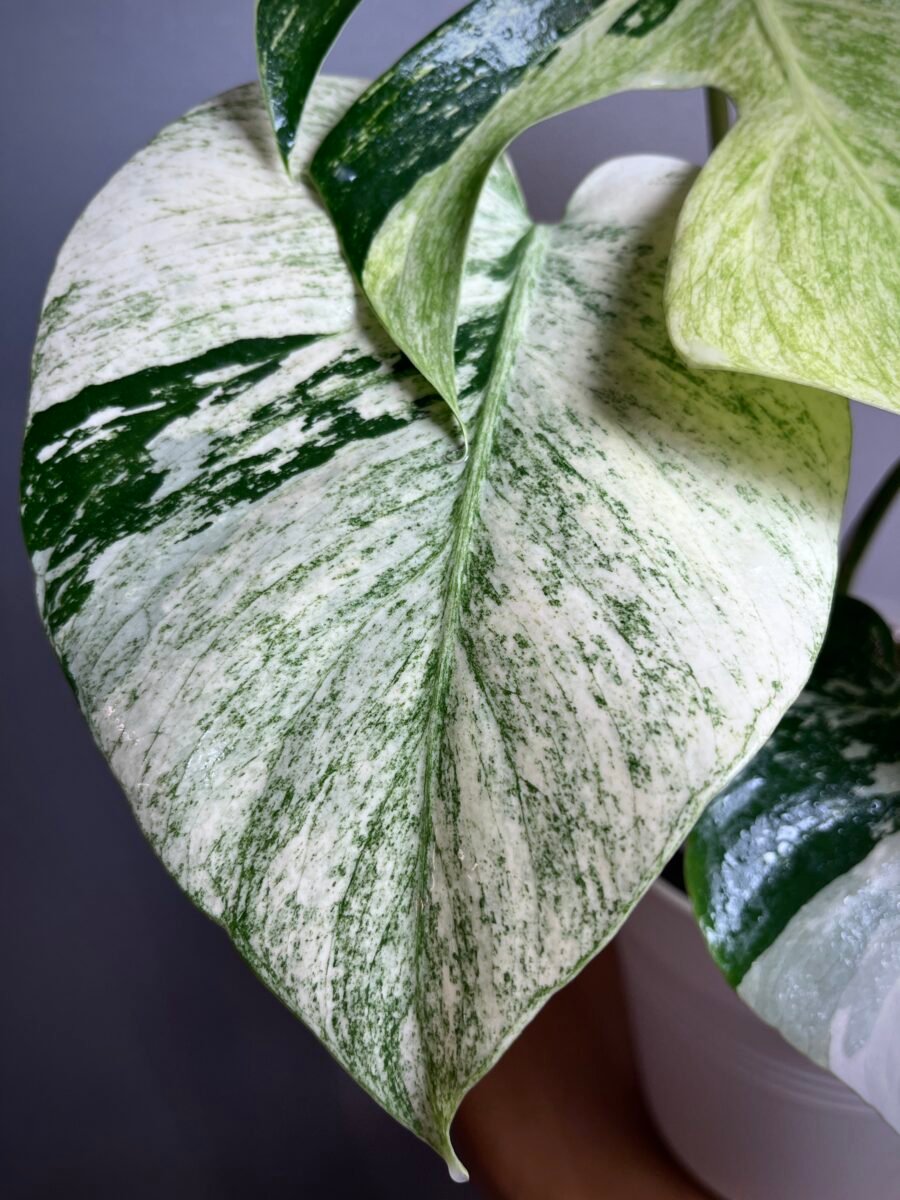 Monstera Jungle Mint NoID N°007 – Image 3