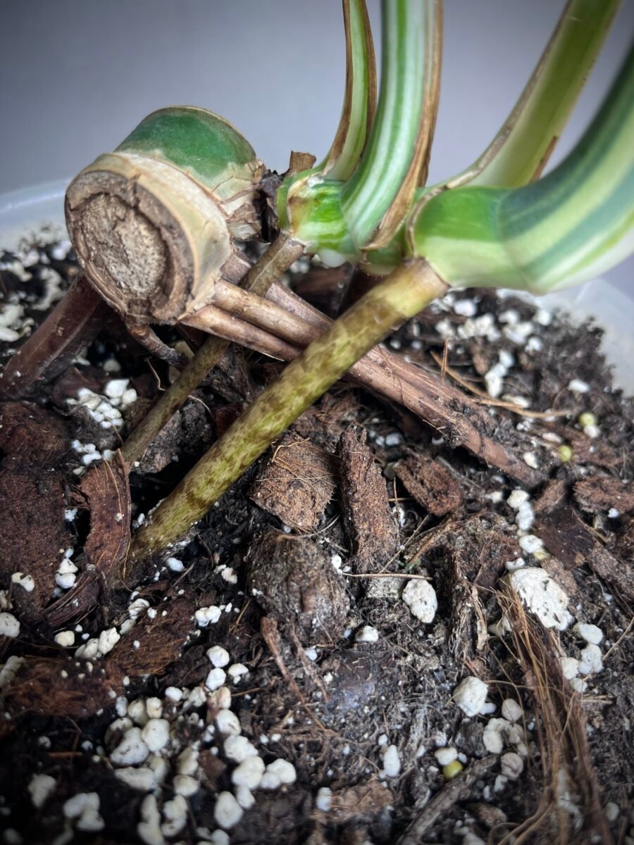 Monstera Jungle Mint NoID N°007 – Image 5