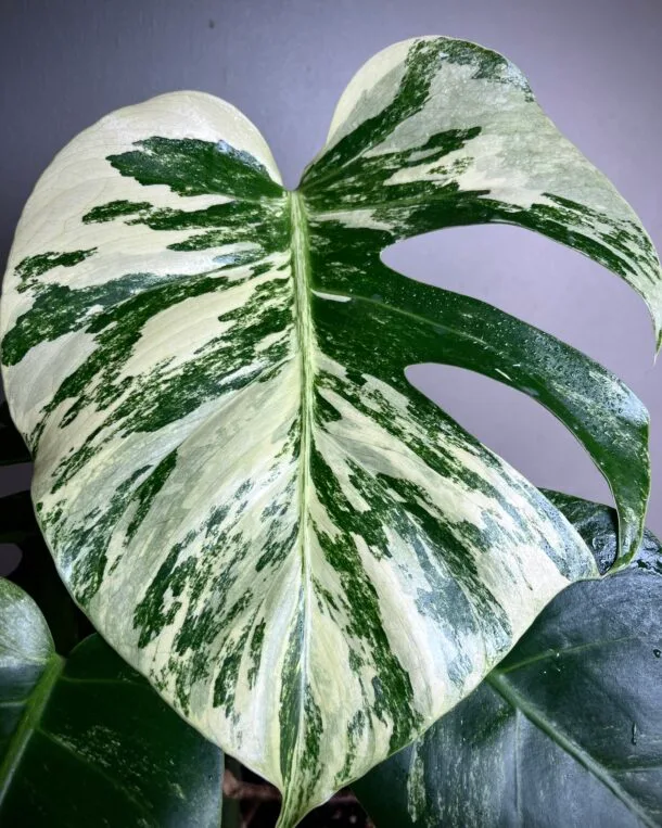 Monstera Jungle Mint NoID