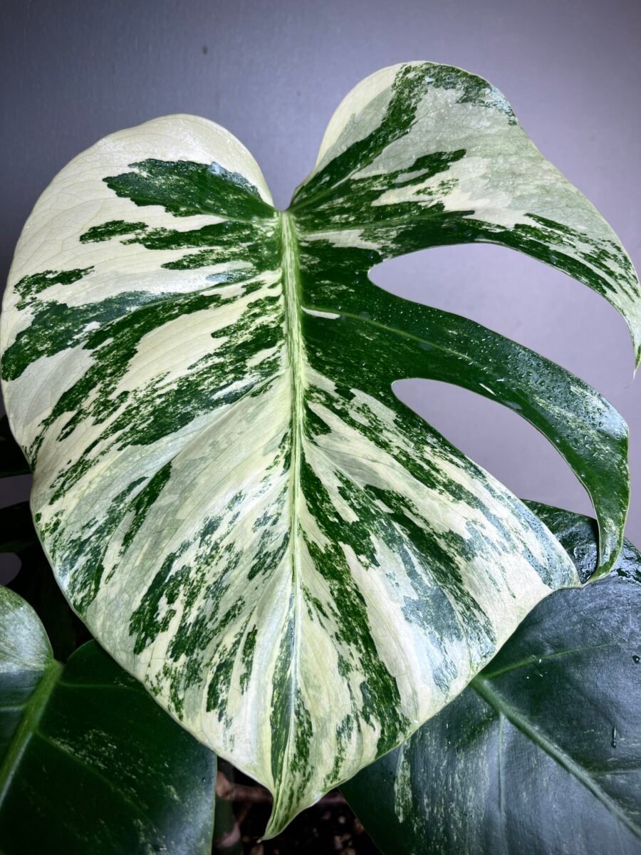 Monstera Jungle Mint NoID