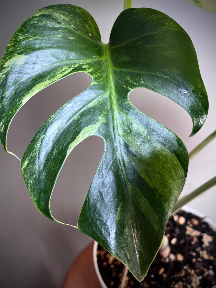 Monstera Jungle Mint NoID N°008 – Image 4